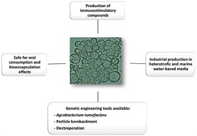 Prospects on the Use of Schizochytrium sp. to Develop Oral Vaccines